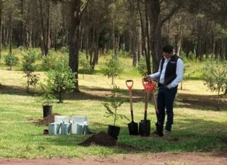 Jornada Nacional de Reforestación: 6.6 millones de árboles en un día