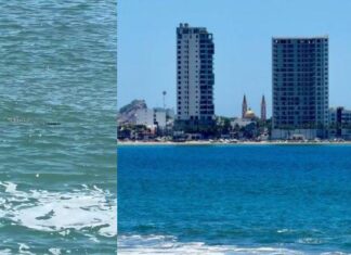 Cierran playas en Mazatlán tras avistamiento de cocodrilo