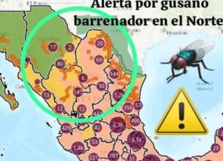 Reportan 2,504 casos de gusano barrenador en el norte de México