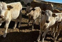 Reforzarán en Chihuahua cerco sanitario contra gusano barrenador