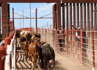 Reanuda exportación de ganado por Agua Prieta-Douglas