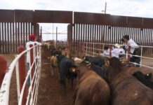 Reanudarán exportación de ganado desde San Jerónimo a EE.UU.