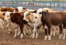 Reabren hoy exportación de ganado chihuahuense a Estados Unidos