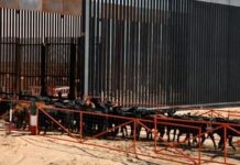 Tras 16 meses de cierre; Cruzan primeras 750 reses a EU