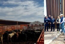 Reactivan Puerto Palomas; cruzan 750 reses a EU